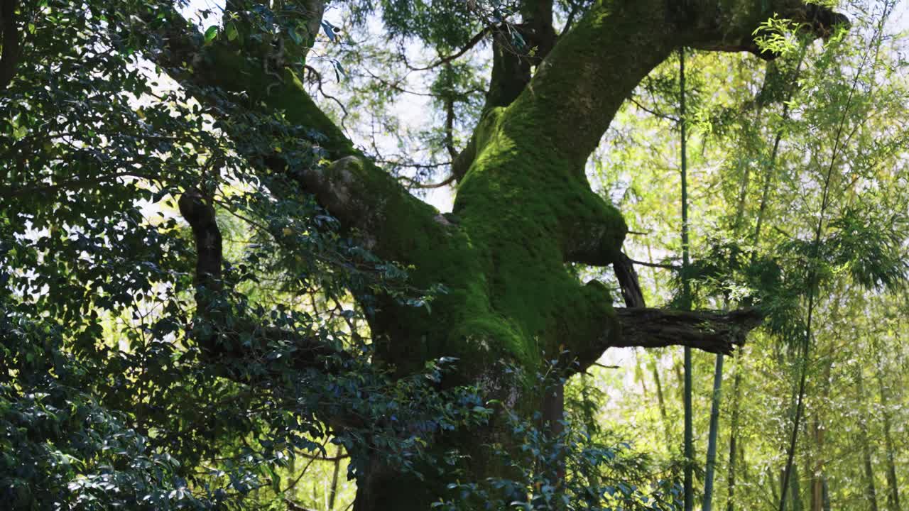 일본 정원의 따뜻한 여름날, 산들바람에 오래된 이끼 나무