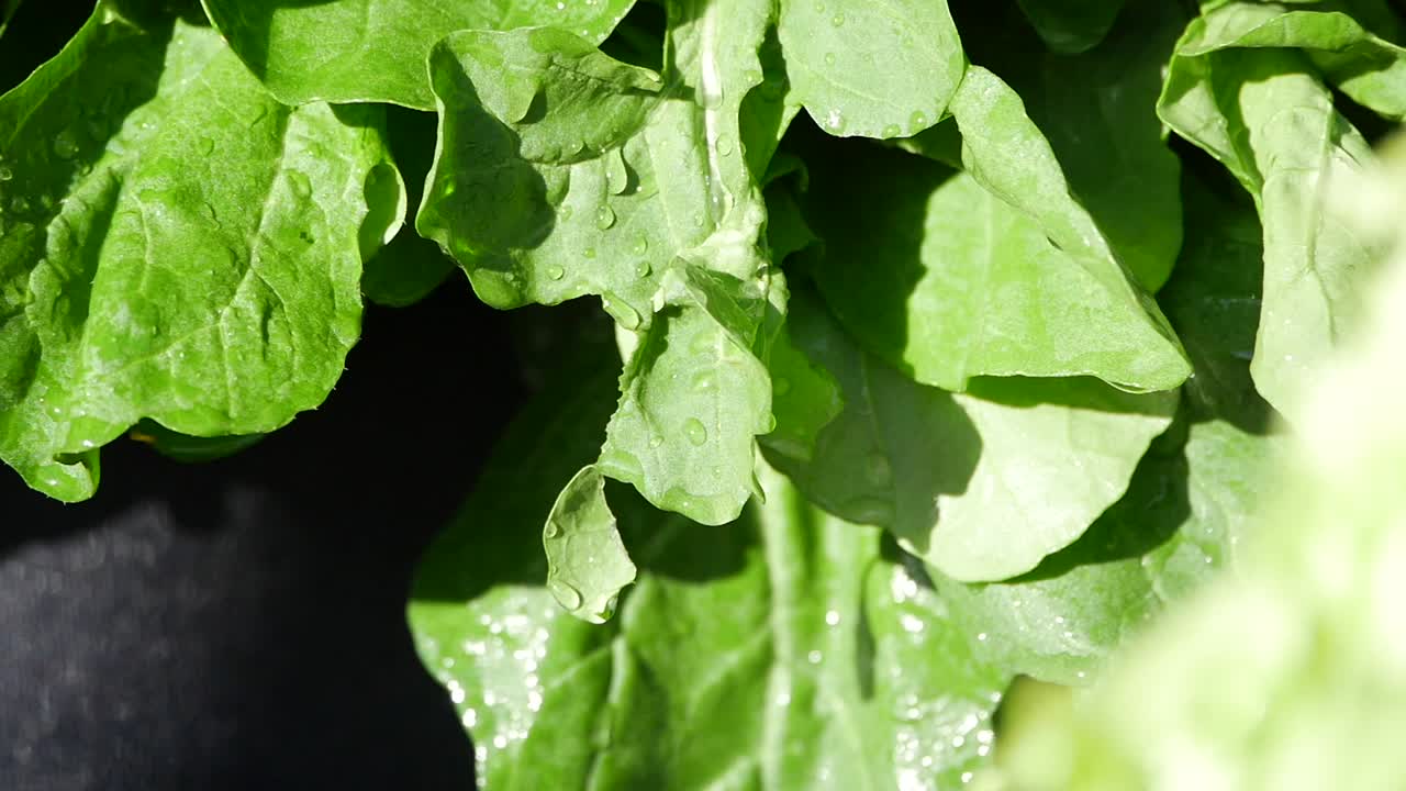 Fresh Arugula with Water Drops