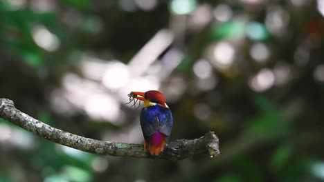 three-toed kingfisher, ceyx erithaca, not moving while perched on a small branch looking to the left as the wind moves the plants in front of it