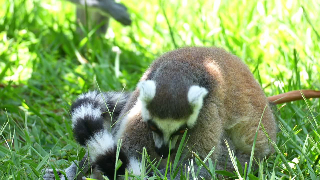 Un lemure dalla coda ad anelli (Lemur catta) che fa un pisolino pomeridiano all'ombra, svegliato da un altro lemure, foto ravvicinata