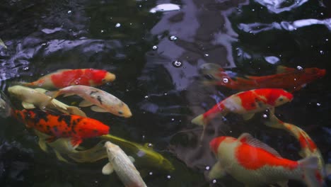 peces koi de varios colores nadando con gracia en el agua de un jardín, peces koi coloridos en el estanque