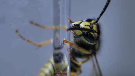 striped closeup wasp shallow focus insect crawling on glass surface