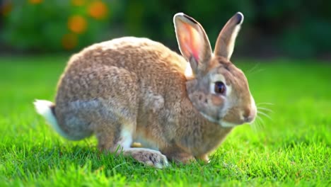 a brown rabbit explores a vibrant garden filled with colorful flowers. the sun shines brightly as the rabbit hops around, enjoying the lush grass and warm weather.