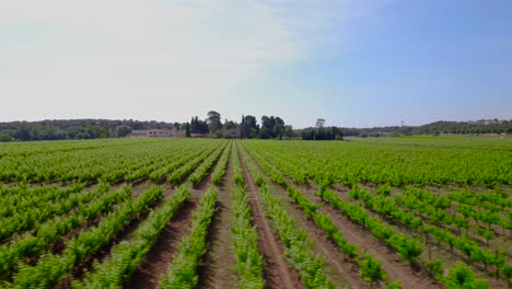 Aerial-establishing-shot-of-a-vineyard-in-the-countryside-of-Le-Cres