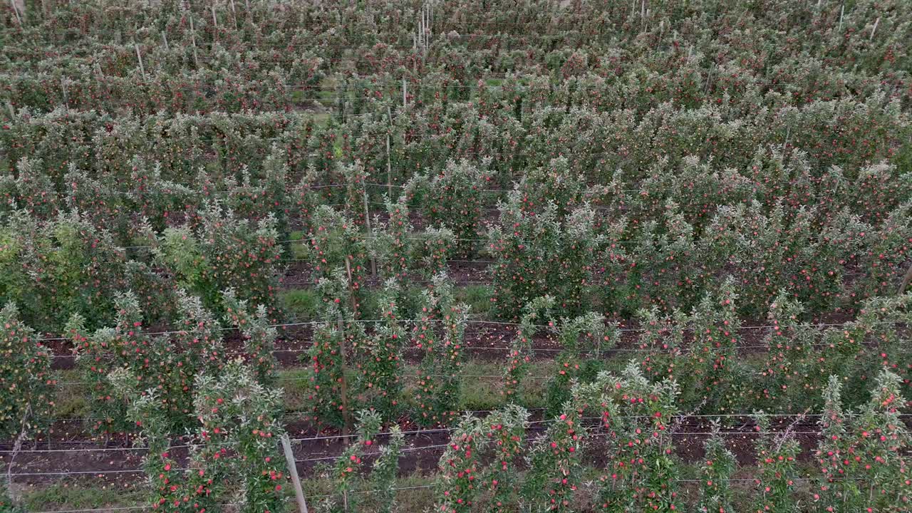 Fruitful Rows in British Columbia's Okanagan Valley: A Drone's Glimpse of Apple Tree Farms