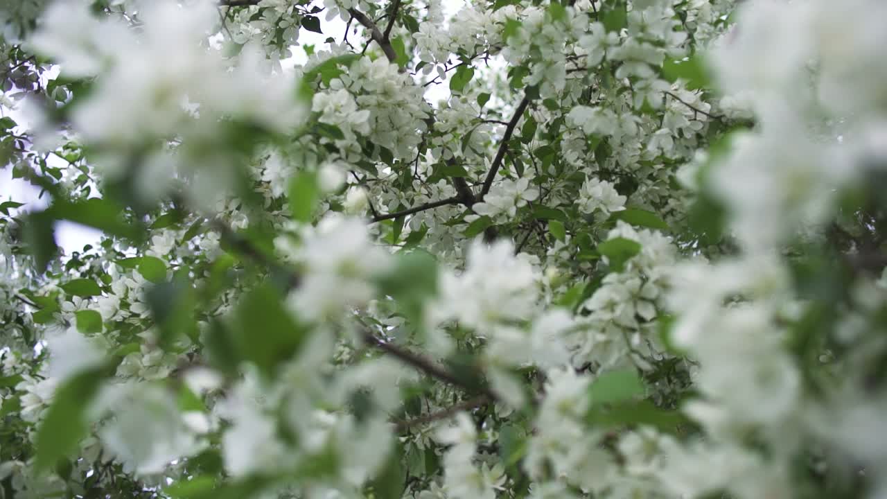Blooming White Flowers on a Tree