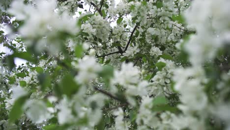 blooming white flowers on a tree