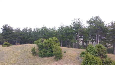 Forest-of-evergreen-trees-on-a-hill-drone-shot-reveal-of-big-mountains