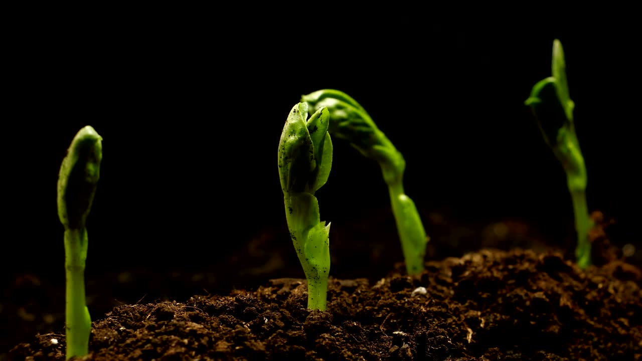 cultivo de guisantes en la granja semillas agricultura lapso de tiempo