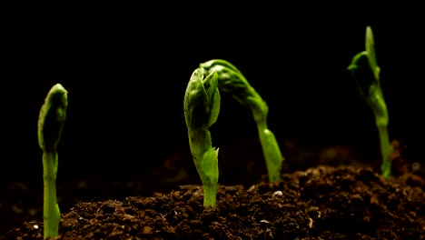 growing pea bean at farm seeds agriculture timelapse