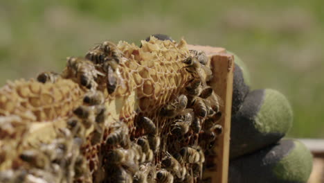 Imkerei---Hände-Des-Imkers-Inspizieren-Einen-Bienenstockrahmen,-Zeitlupe-Aus-Nächster-Nähe