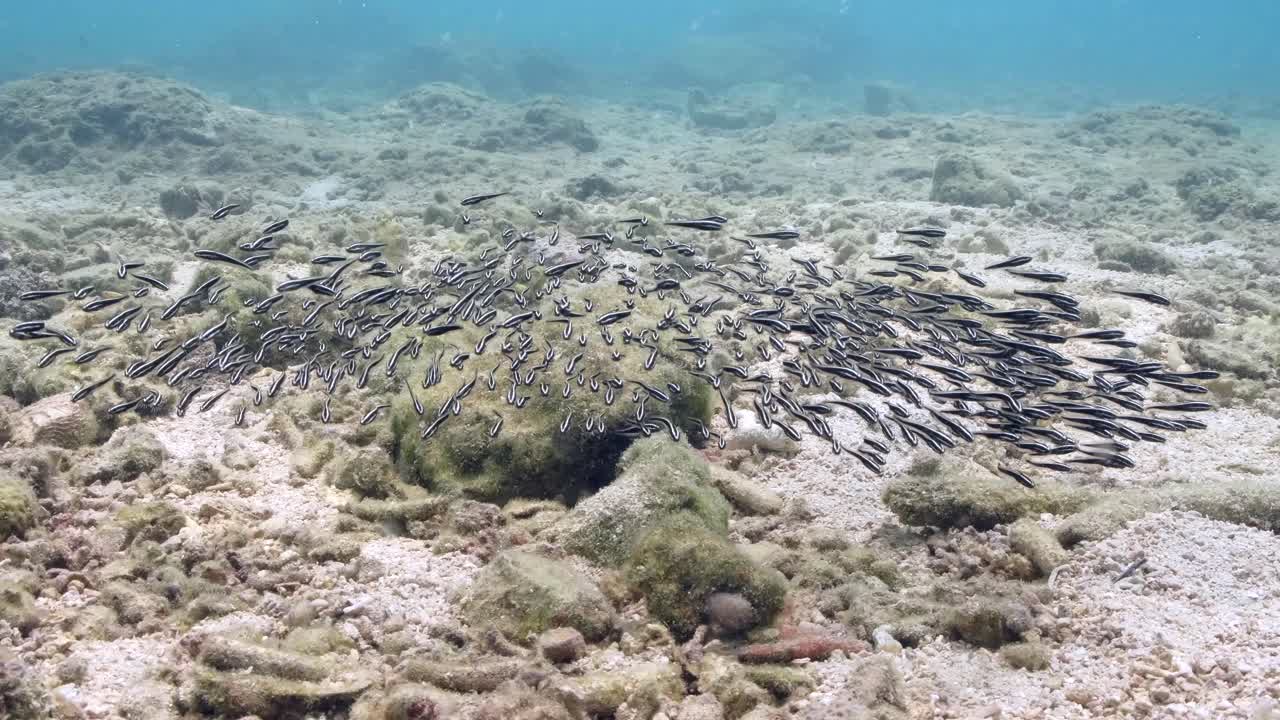 School Of Juvenile Striped Eel Catfish (Plotosus Lineatus) Swimming On The Reef With No Corals. underwater