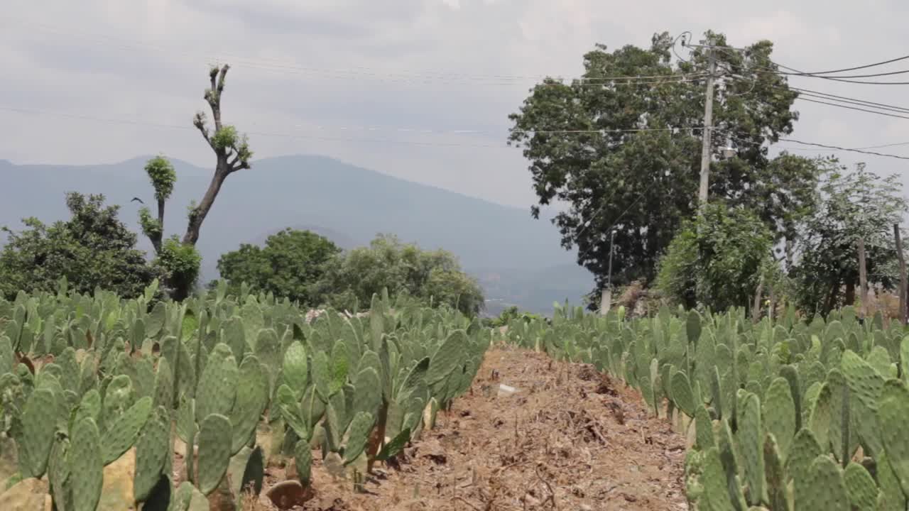 toma amplia en un campo de cactus con vista a la montaña en la parte posterior durante el día