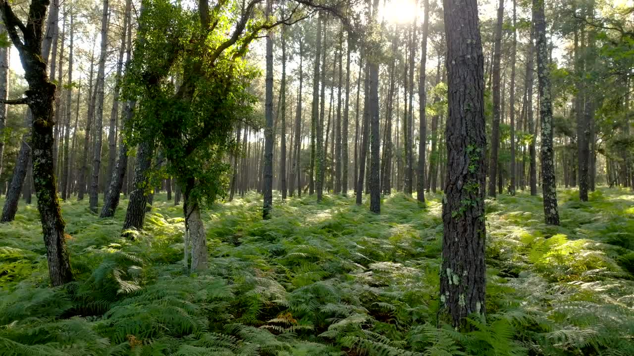 un bosque de pinos con un montón de helechos filmado con un dron volando hacia atrás muy bajo