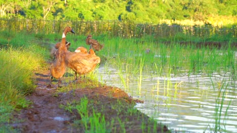 ducks is cleaning their feathers on the pond side