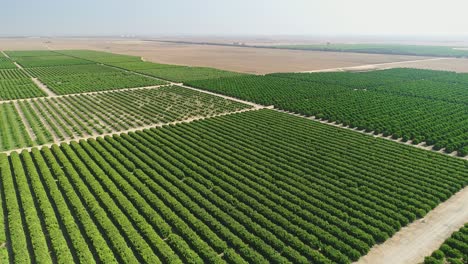 Aerial-footage-of-large-plantation-of-fruit-trees-and-agricultural-fields