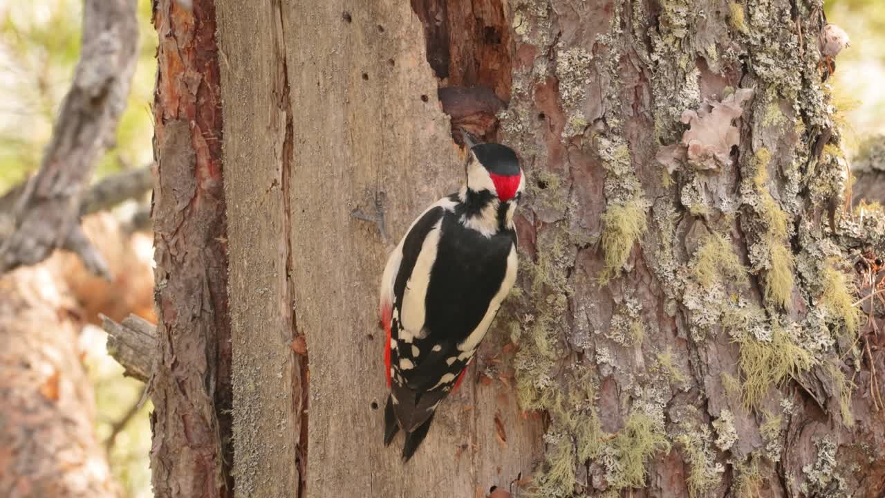 gran pájaro carpintero manchado en un árbol en busca de comida. gran carpintero manchado (dendrocopos major) es un carpintero de tamaño mediano con plumaje negro y blanco y una mancha roja en la parte inferior del vientre