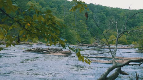 a beautiful view of a steady flowing river, embedded in a thick green forest