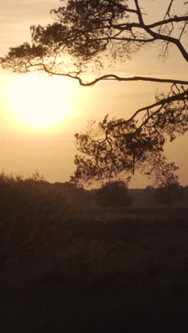 sunset over a pine forest