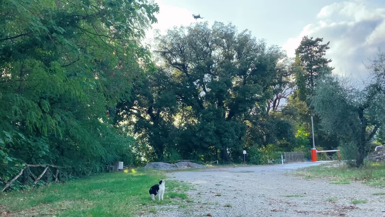 여름, 낮, 프라토 바로 외곽의 연못 근처에서 회색과 흰색 기러기 무리가 걷고 있다