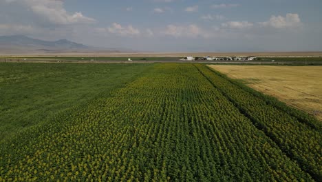 Vista-Aérea-Del-Campo-De-Girasol