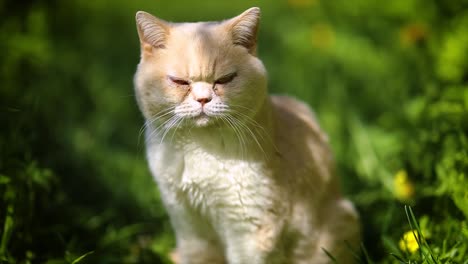 Cat-British-on-green-grass-in-slow-motion