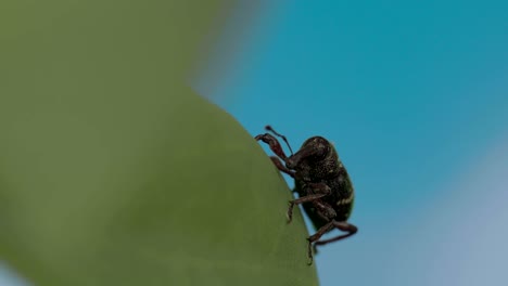 hylobius abietis on the leaf 4k fs700 odyssey 7q