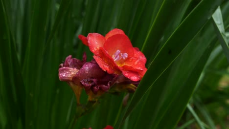 las gotas de lluvia se asientan y caen de una impresionante flor roja brillante en el jardín de la casa durante el día lluvioso con una planta verde en el fondo