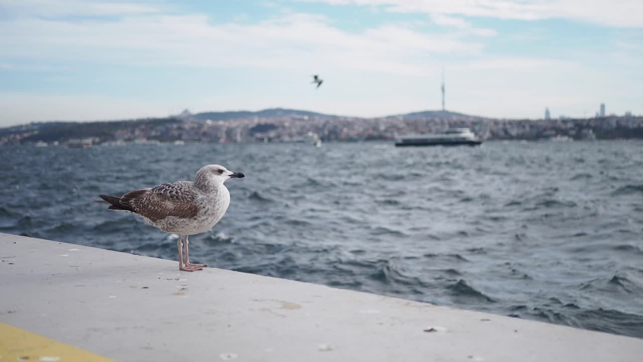 Möwe sitzt auf einem Pier mit Blick auf die Skyline von Istanbul