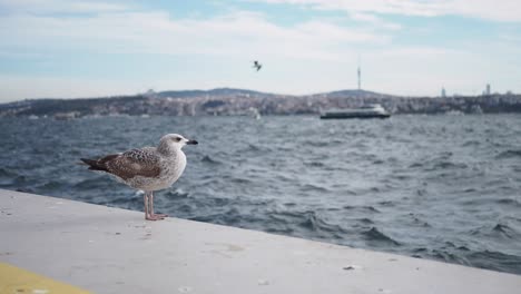 seagull perched on a pier overlooking the istanbul skyline