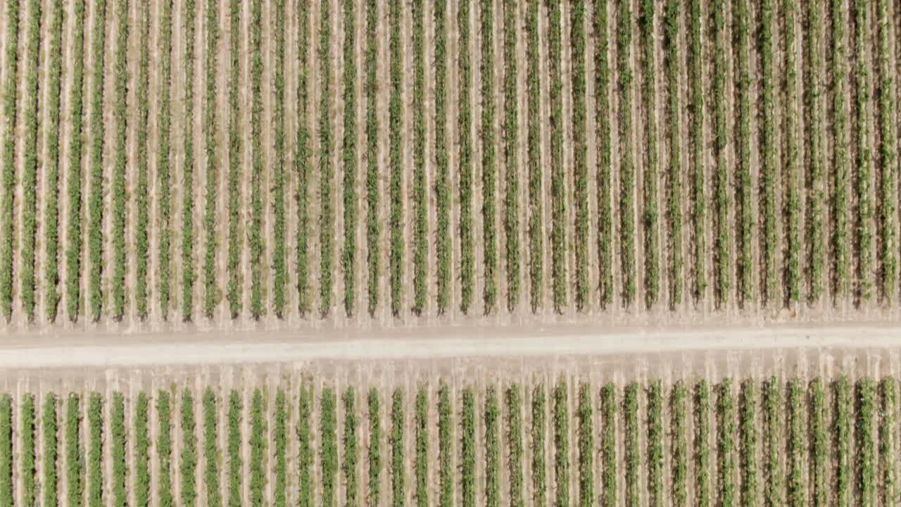 vista aérea de gran altitud sobre un vasto viñedo en california, ee.uu.