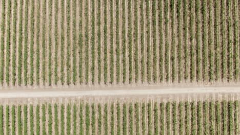 High-altitude-birds-eye-view-over-a-vast-vineyard-in-California,-USA