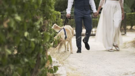 una pareja y un perro caminando en el día de la boda.