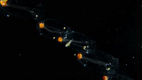 juvenil de jackfish escondiéndose en una cadena de salpa, en el agua negra