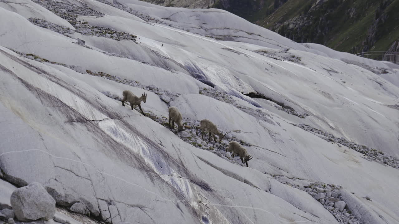 Mountain Goats on a Glacier