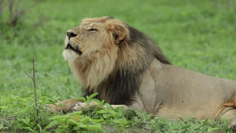 Medium shot of a majestic male lion roaring while lying in the green grassland, Savuti Botswana