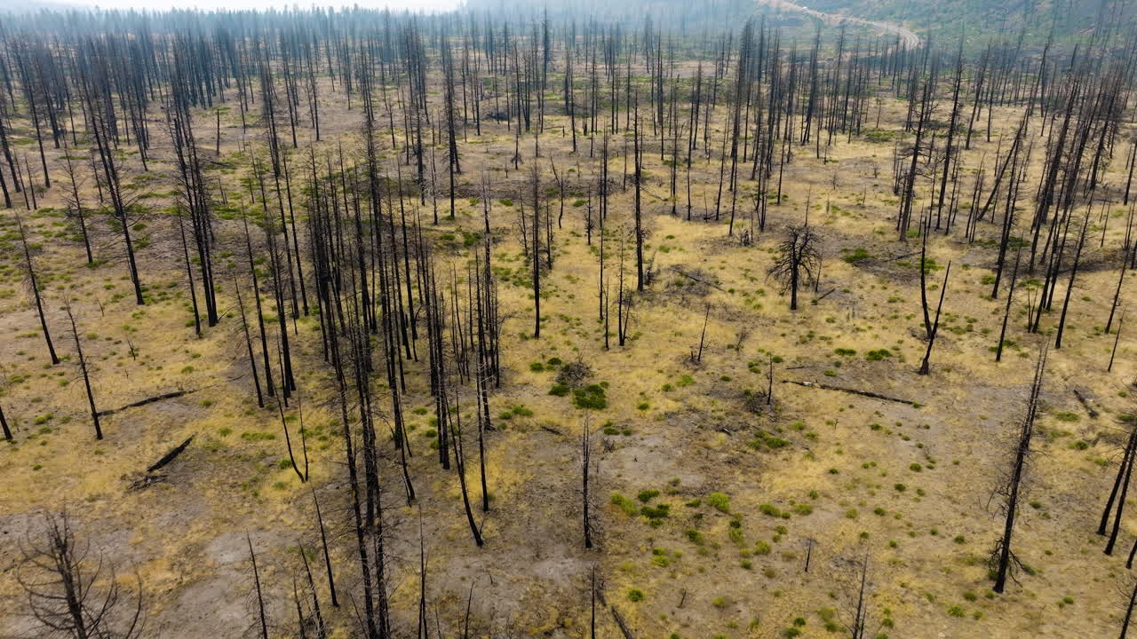 Desolate Landscape: Aftermath of a Wildfire in a Burnt Forest