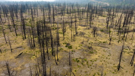 desolate landscape: aftermath of a wildfire in a burnt forest
