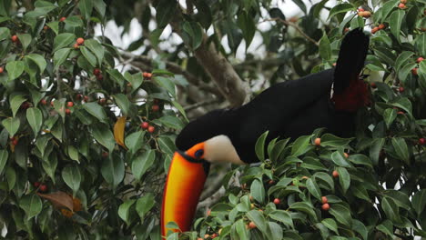 Toucan-eating-fruits-from-tree---hungry