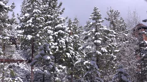 冰和雪在冬天在森林的松树上挂着 1