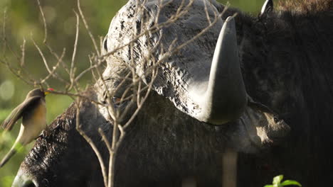 close-up of cape buffalo with massive horns