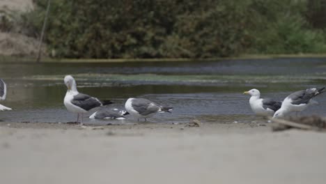 seagulls cleaning, splashing and drinking water at the beach in slow mo 4k