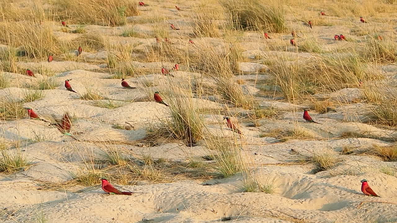 10월 여름에 kalizo 근처의 zambezi 강을 따라 남부 carmine bee-eater 식민지
