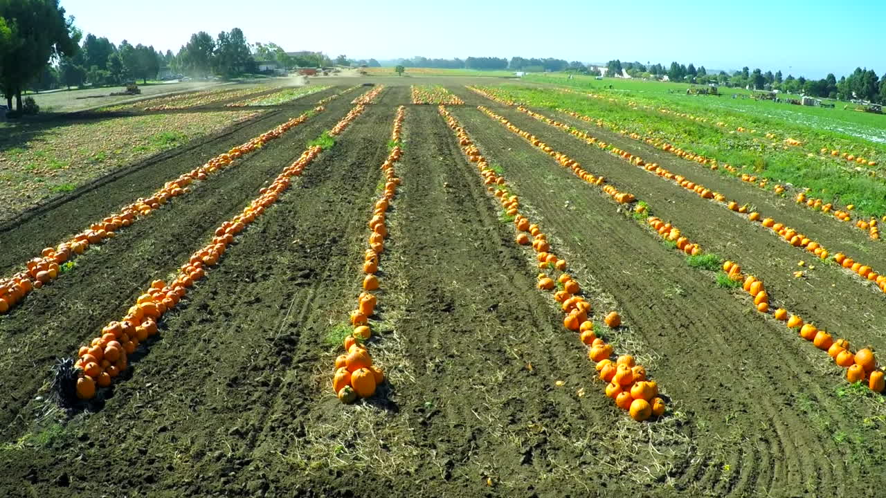 들판에 길게 늘어선 호박밭 위의 안테나