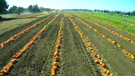 an aerial over a pumpkin patch in long rows in the field