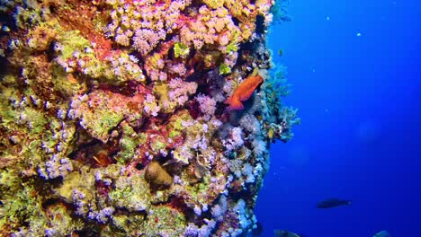 Close-up-of-the-underwater-sea-life-at-coral-reef