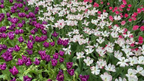 blooming and captivating colorful view of tulips