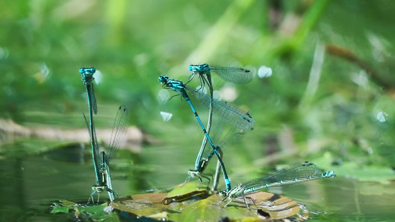 grupo de caballitos del diablo azules comunes en pose de rueda de apareamiento en la hoja sobre el agua