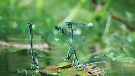 grupo de caballitos del diablo azules comunes en pose de rueda de apareamiento en la hoja sobre el agua