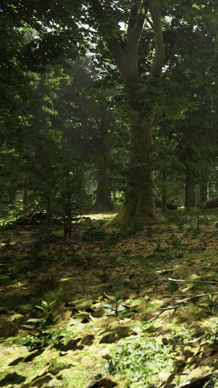 La luce del sole filtra attraverso gli alberi in una fitta foresta a mezzogiorno.